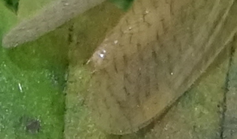 Hemerobius micans - Hemerobiidae