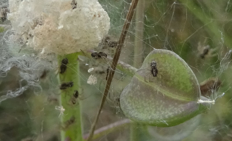 Pisaura sp., sling - Pannone (TN)