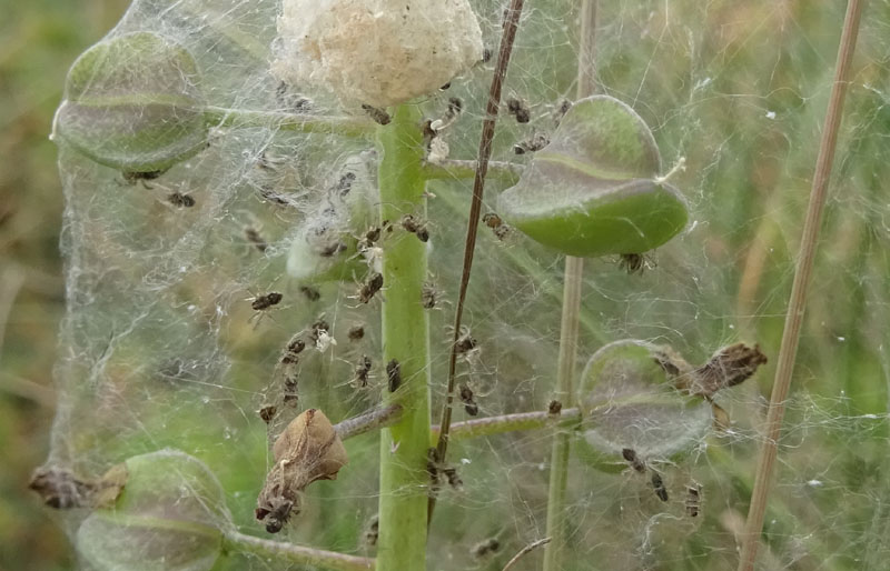 Pisaura sp., sling - Pannone (TN)