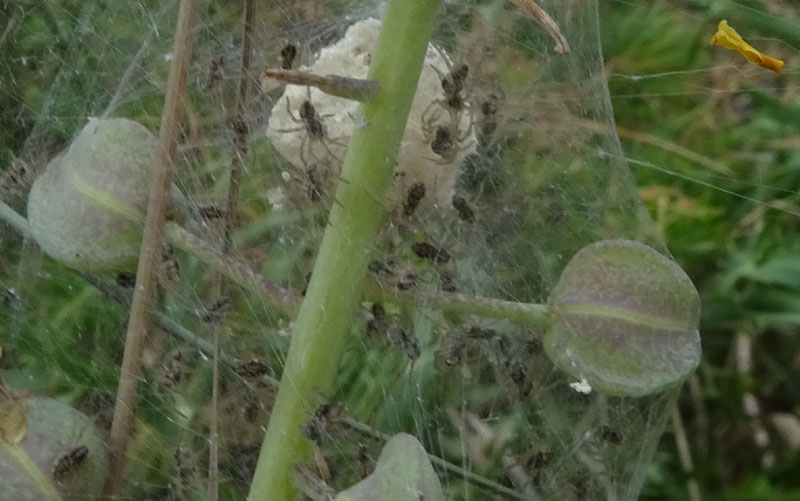 Pisaura sp., sling - Pannone (TN)