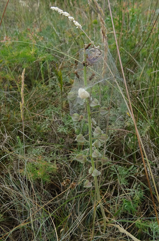 Pisaura sp., sling - Pannone (TN)