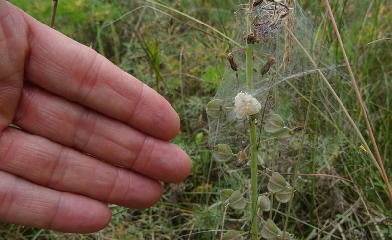 Pisaura sp., sling - Pannone (TN)