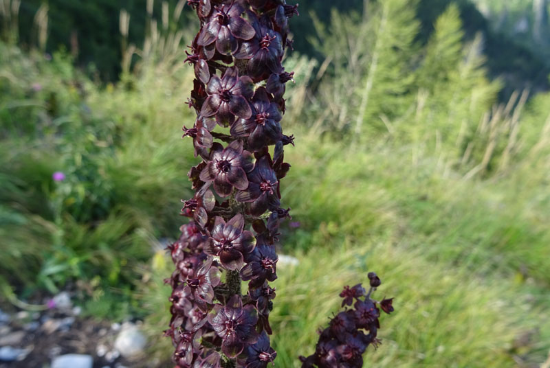 Veratrum nigrum / Veratro nero