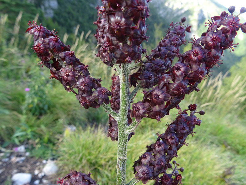 Veratrum nigrum / Veratro nero