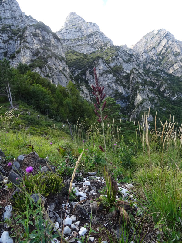 Veratrum nigrum / Veratro nero