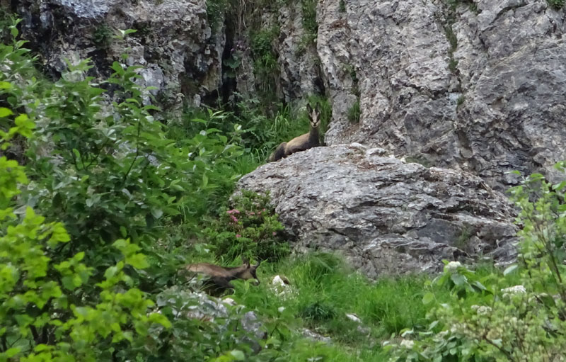 Rupicapra rupicapra.....dal Trentino Alto Adige