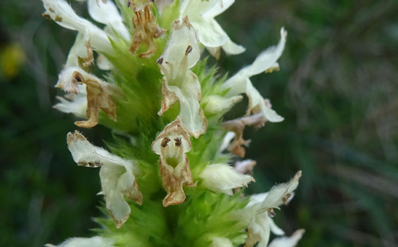 Betonica alopecuros (=Stachys alopecuros) / Betonica bianca
