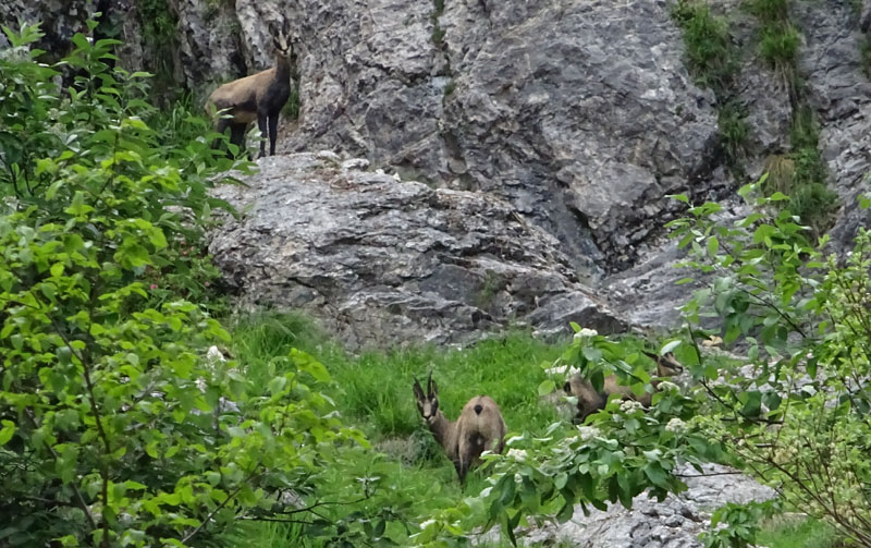 Rupicapra rupicapra.....dal Trentino Alto Adige