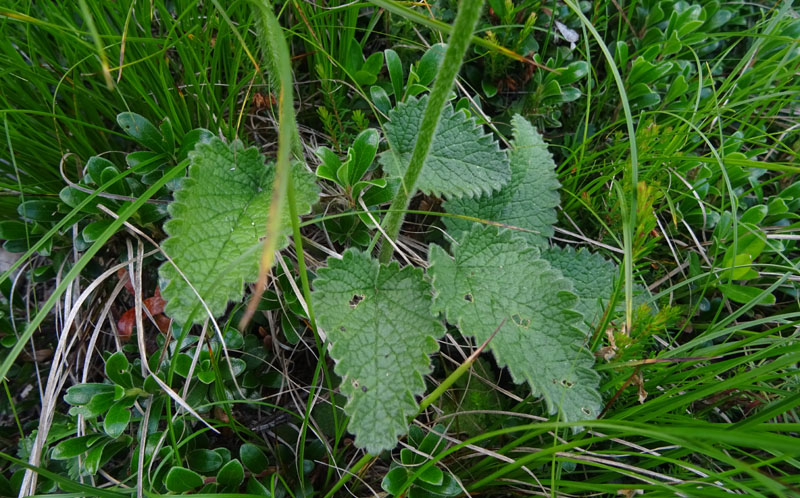 Betonica alopecuros (=Stachys alopecuros) / Betonica bianca