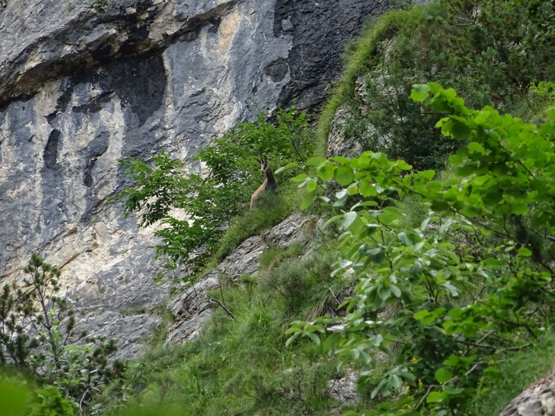 Rupicapra rupicapra.....dal Trentino Alto Adige