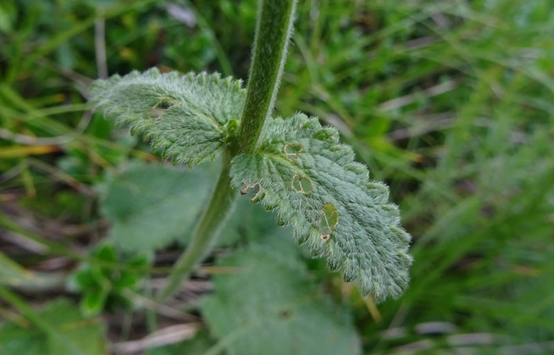 Betonica alopecuros (=Stachys alopecuros) / Betonica bianca