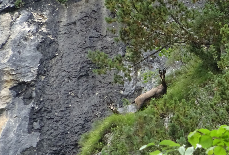 Rupicapra rupicapra.....dal Trentino Alto Adige