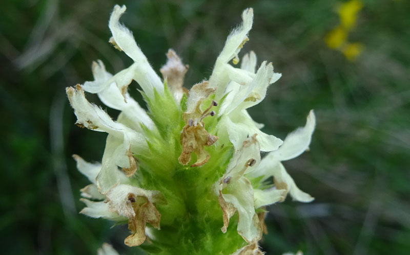 Betonica alopecuros (=Stachys alopecuros) / Betonica bianca