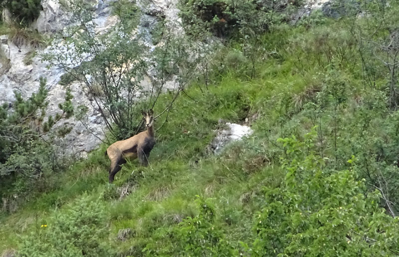 Rupicapra rupicapra.....dal Trentino Alto Adige