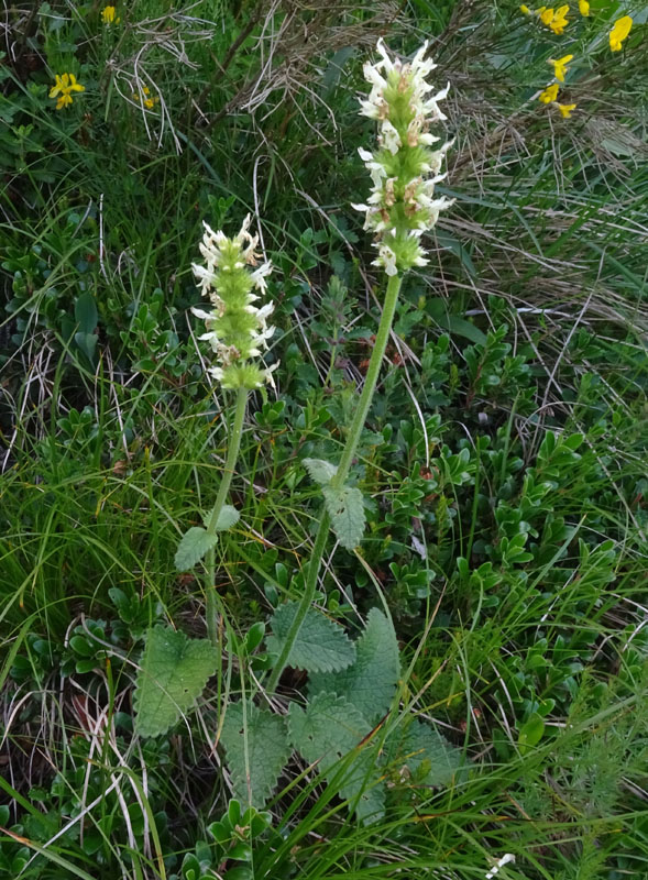 Betonica alopecuros (=Stachys alopecuros) / Betonica bianca