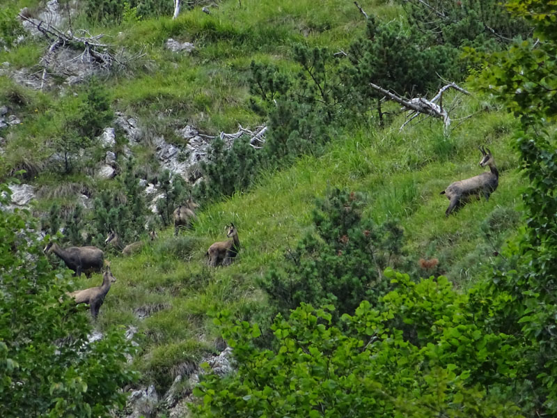 Rupicapra rupicapra.....dal Trentino Alto Adige