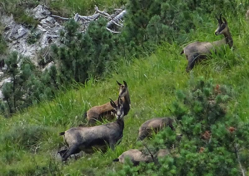 Rupicapra rupicapra.....dal Trentino Alto Adige