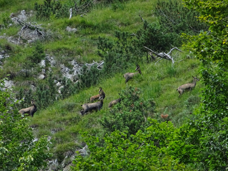 Rupicapra rupicapra.....dal Trentino Alto Adige