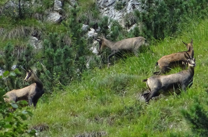 Rupicapra rupicapra.....dal Trentino Alto Adige