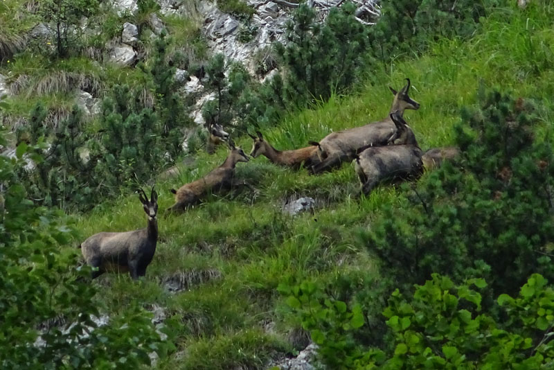 Rupicapra rupicapra.....dal Trentino Alto Adige