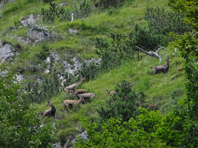 Rupicapra rupicapra.....dal Trentino Alto Adige