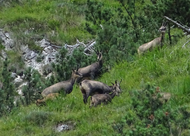 Rupicapra rupicapra.....dal Trentino Alto Adige