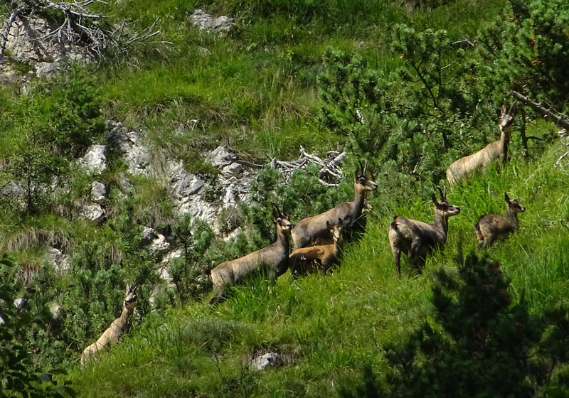 Rupicapra rupicapra.....dal Trentino Alto Adige