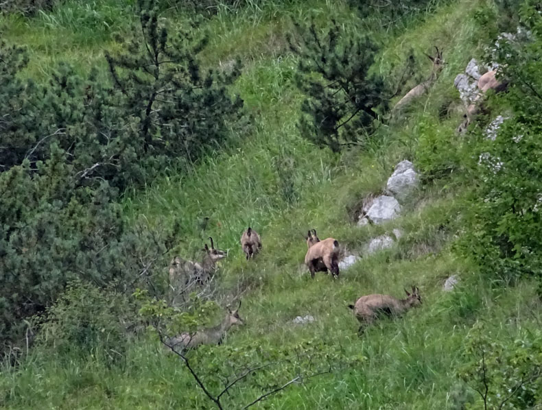 Rupicapra rupicapra.....dal Trentino Alto Adige