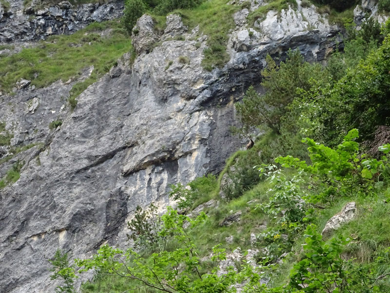 Rupicapra rupicapra.....dal Trentino Alto Adige