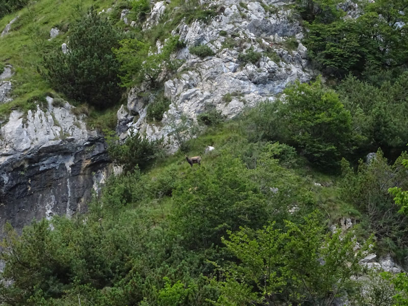 Rupicapra rupicapra.....dal Trentino Alto Adige