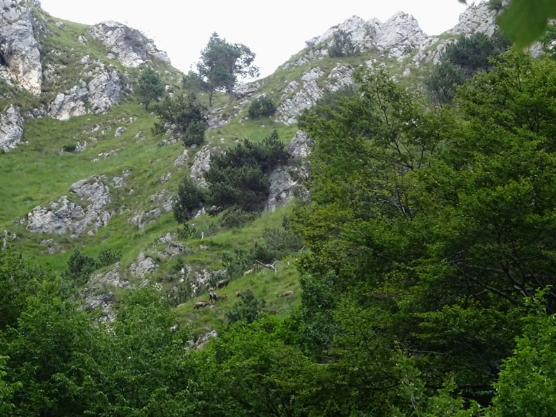 Rupicapra rupicapra.....dal Trentino Alto Adige