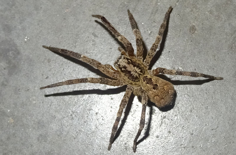 Zoropsis spinimana - Trento (TN)
