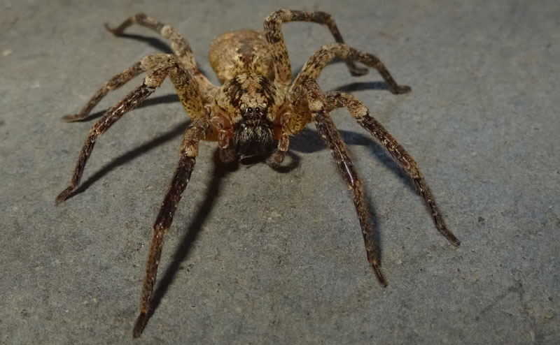 Zoropsis spinimana - Trento (TN)