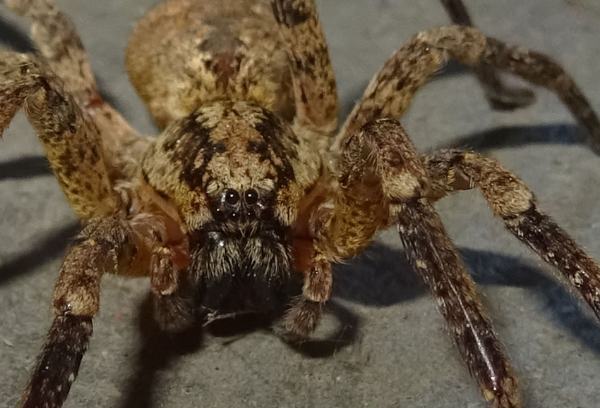 Zoropsis spinimana - Trento (TN)