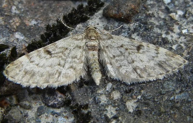 Eupithecia indigata - Geometridae........dal Trentino