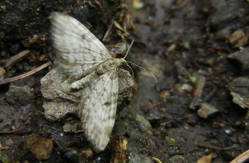 Eupithecia indigata - Geometridae........dal Trentino