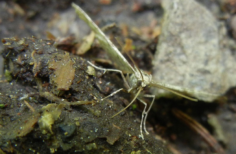 Eupithecia indigata - Geometridae........dal Trentino