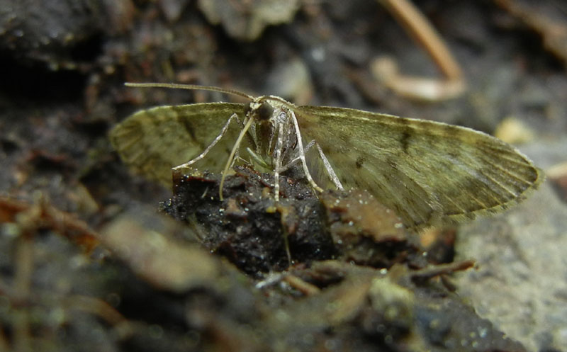Eupithecia indigata - Geometridae........dal Trentino