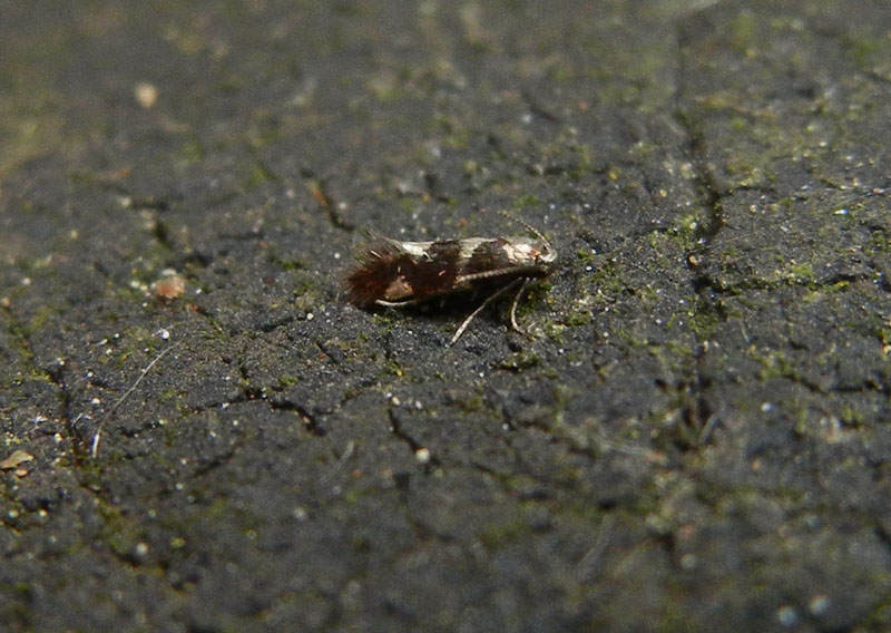 Aspilanta (=Antispila) treitschkiella - Heliozelidae...dal Trentino