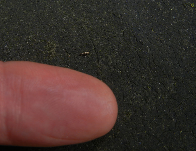 Aspilanta (=Antispila) treitschkiella - Heliozelidae...dal Trentino