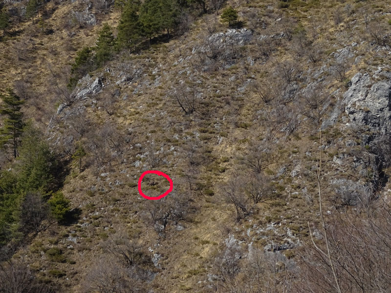 Rupicapra rupicapra.....dal Trentino Alto Adige