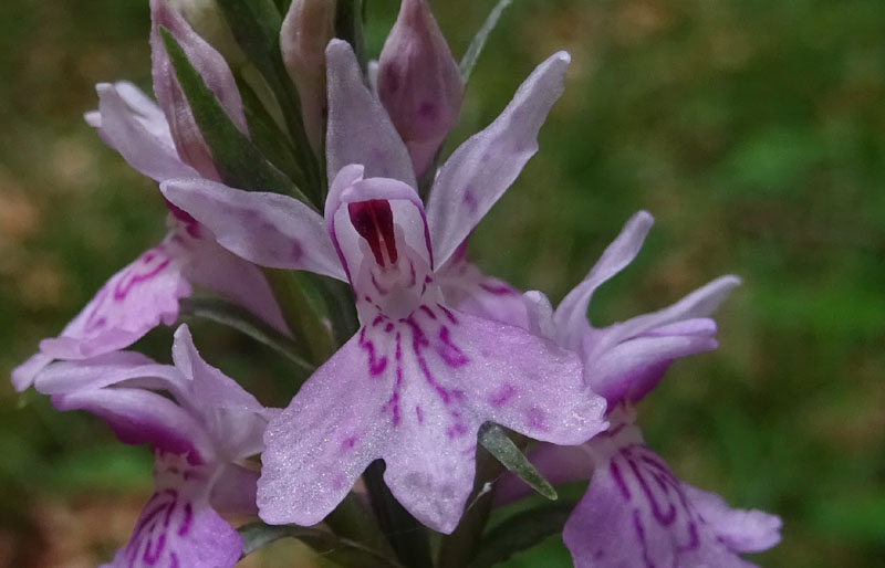 Dactylorhiza maculata subsp. fuchsii.....Ronzo Chienis (TN)