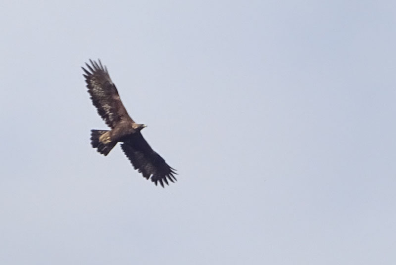 coppia di Aquila chrysaetos - Accipitridae