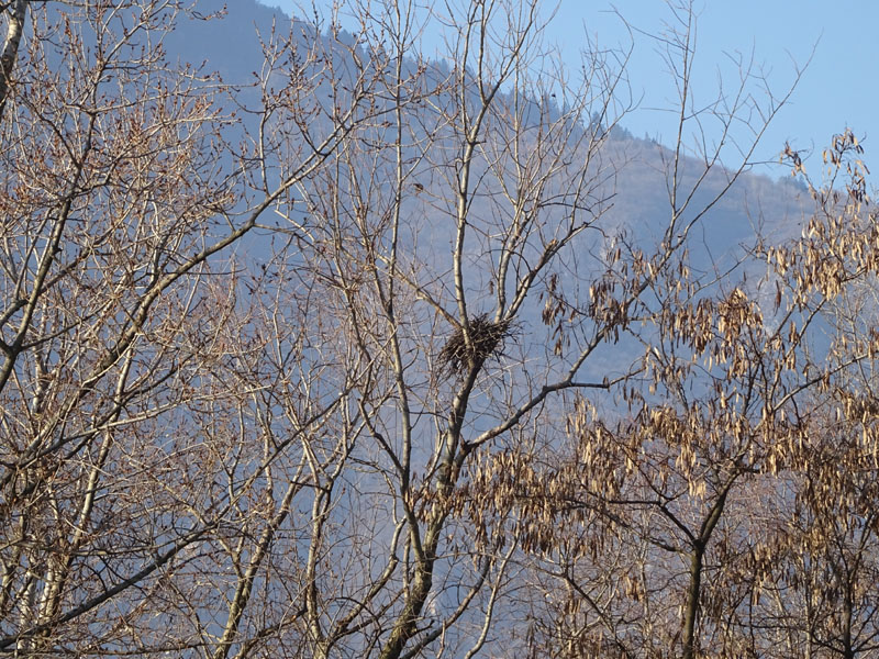 di chi pu� essere questo nido..... ?