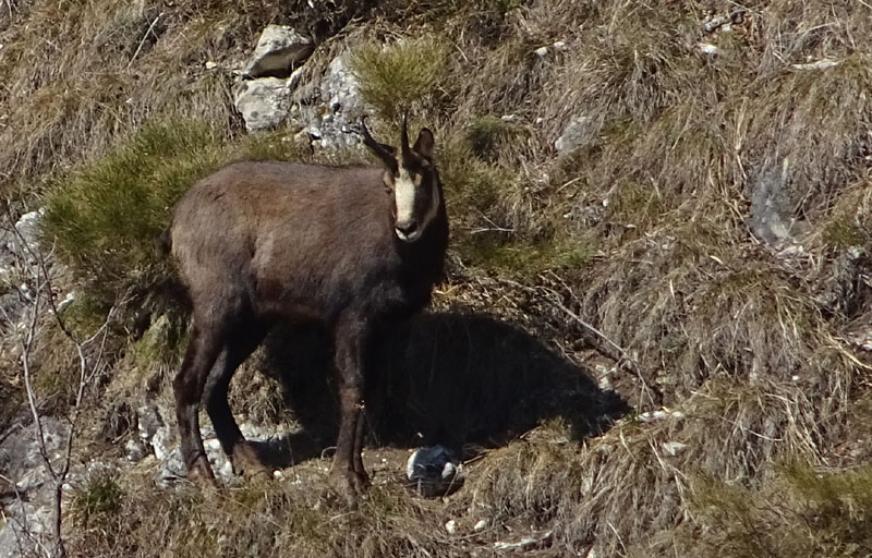 Rupicapra rupicapra.....dal Trentino Alto Adige