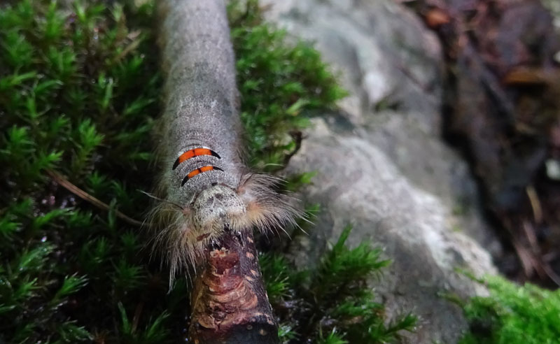 larva:Phyllodesma tremulifolia -Lasiocampidae-dal Trentino