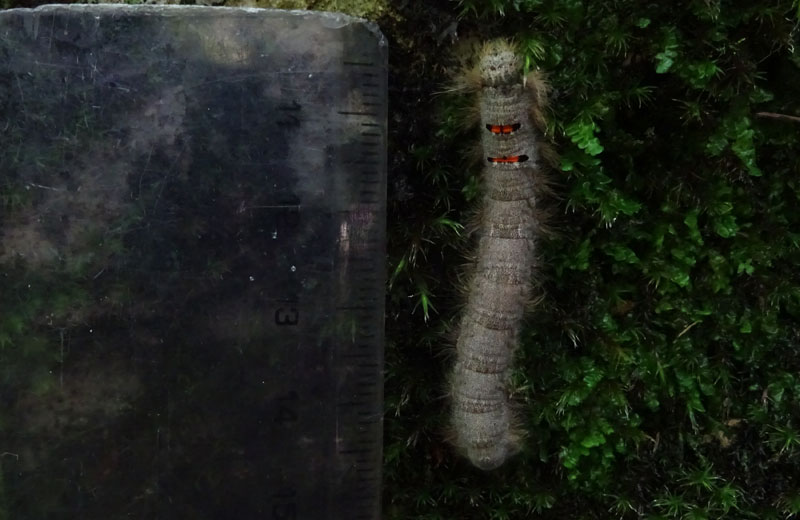 larva:Phyllodesma tremulifolia -Lasiocampidae-dal Trentino