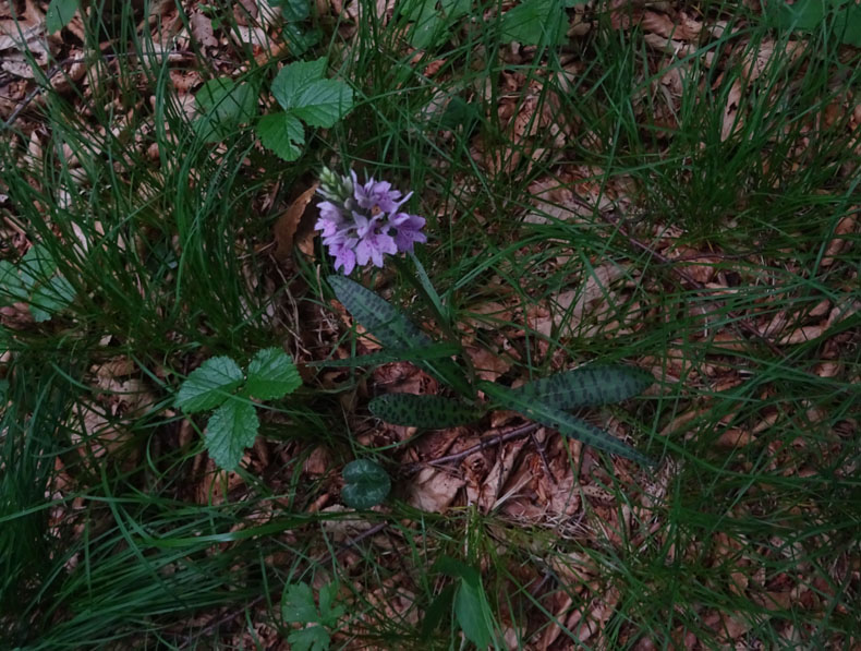 Dactylorhiza maculata subsp. fuchsii.....Ronzo Chienis (TN)