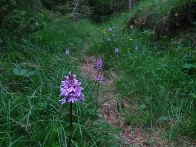 Dactylorhiza maculata subsp. fuchsii.....Ronzo Chienis (TN)