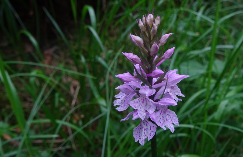 Dactylorhiza maculata subsp. fuchsii.....Ronzo Chienis (TN)